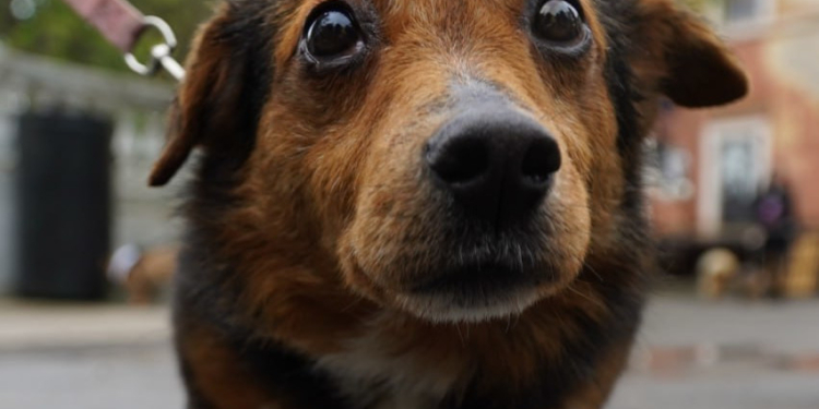 Dog-market в Миколаєві: новий дім для песиків, корисні лекції та благодійний збір (ФОТО)