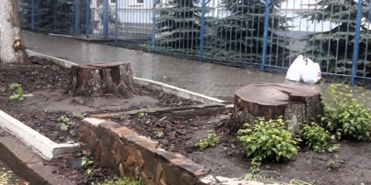 У центрі Миколаєва спиляли три великих здорових береста – ДЕІ звернеться до поліції (ФОТО)