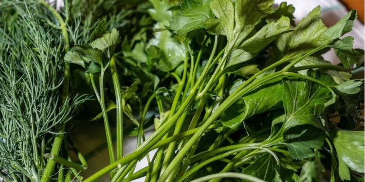 Можете не вірити, але краще посіяти. Магічні властивості кропу та петрушки