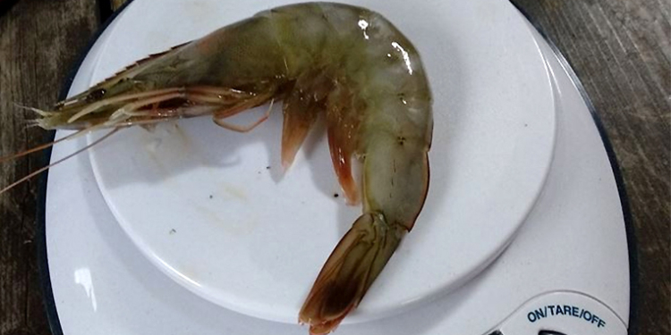 Попри війну: у Миколаївській області завершується будівництво інкубатора креветки ваннамей