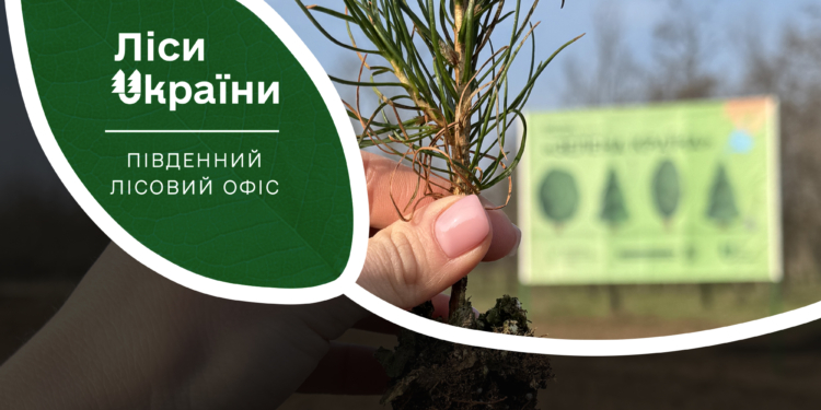 Навесні в Одеській та Миколаївській областях висадили в 11 разів більше гектарів лісу, ніж рік тому