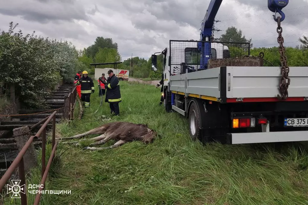 На Чернігівщині врятували лося - він впав у канал і загинув би без допомоги (ФОТО, ВІДЕО) 6