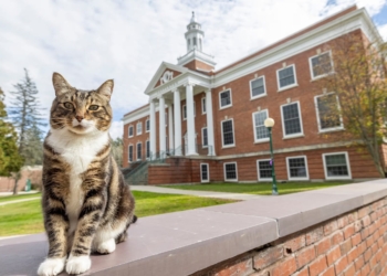 Володар сміття: американський університет присвоїв почесний науковий ступінь коту (ФОТО)