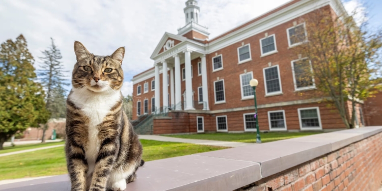 Володар сміття: американський університет присвоїв почесний науковий ступінь коту (ФОТО)
