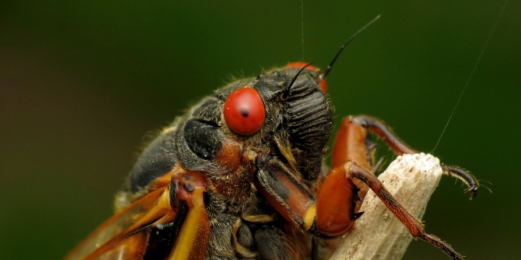 Цього року на США очікує навала з сотень трильйонів цикад