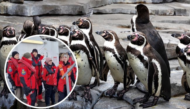 $11 млн. “на пінгвінів” – черговий скандал в Україні. Кто почав і чи воно того варте (ФОТО, ВІДЕО)