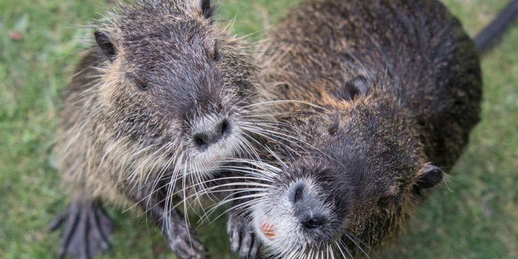 І навіть нутрія: на Миколаївщині зареєстровано 9 випадків сказу тварин