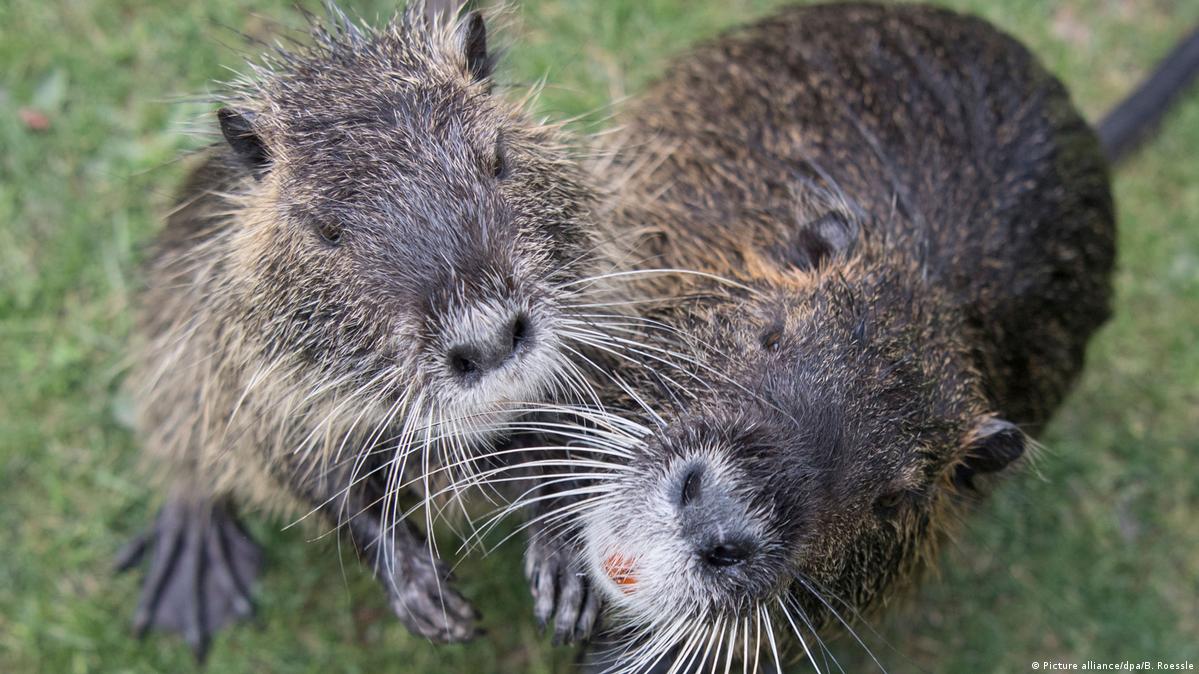 І навіть нутрія: на Миколаївщині зареєстровано 9 випадків сказу тварин