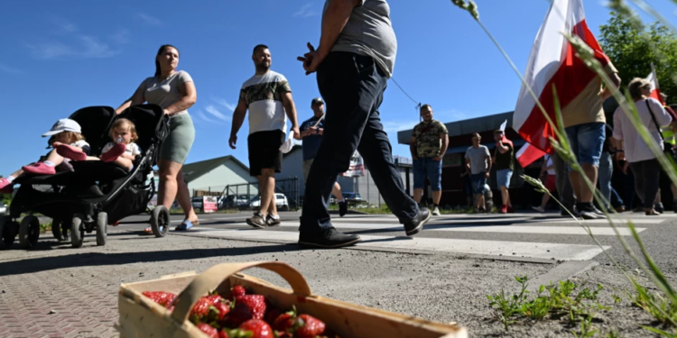 Польські фермери знову протестують – тепер через низькі ціни на полуницю (ФОТО)