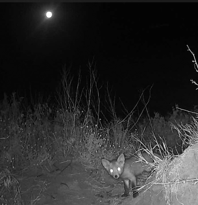 Війна помирила борсуків і лисиць - тепер вони сусіди в парку "Тузлівські лимани" на Одещині (ФОТО) 3