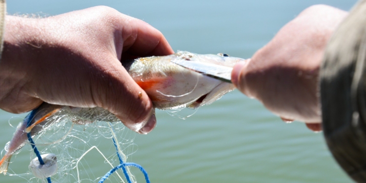 Збитки на 2 млн.грн.: на Миколаївщині співробітники поліції на воді продовжують викривати браконьєрів (ФОТО)
