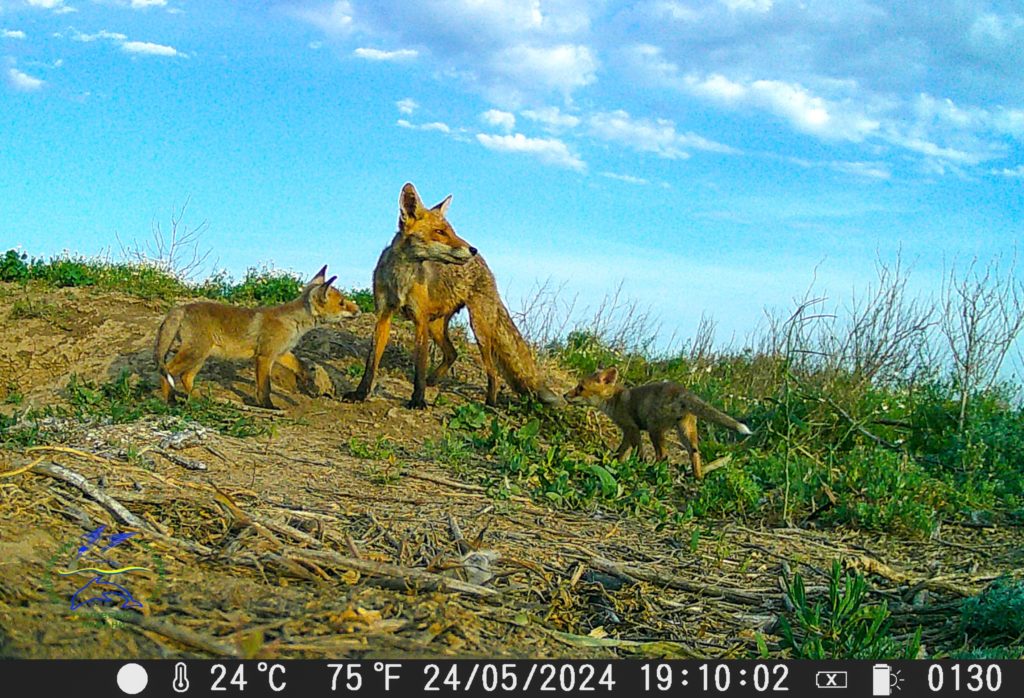 Війна помирила борсуків і лисиць - тепер вони сусіди в парку "Тузлівські лимани" на Одещині (ФОТО) 5