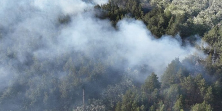 Під Миколаєвом – масштабна пожежа в лісі (ФОТО, ОНОВЛЕНО)