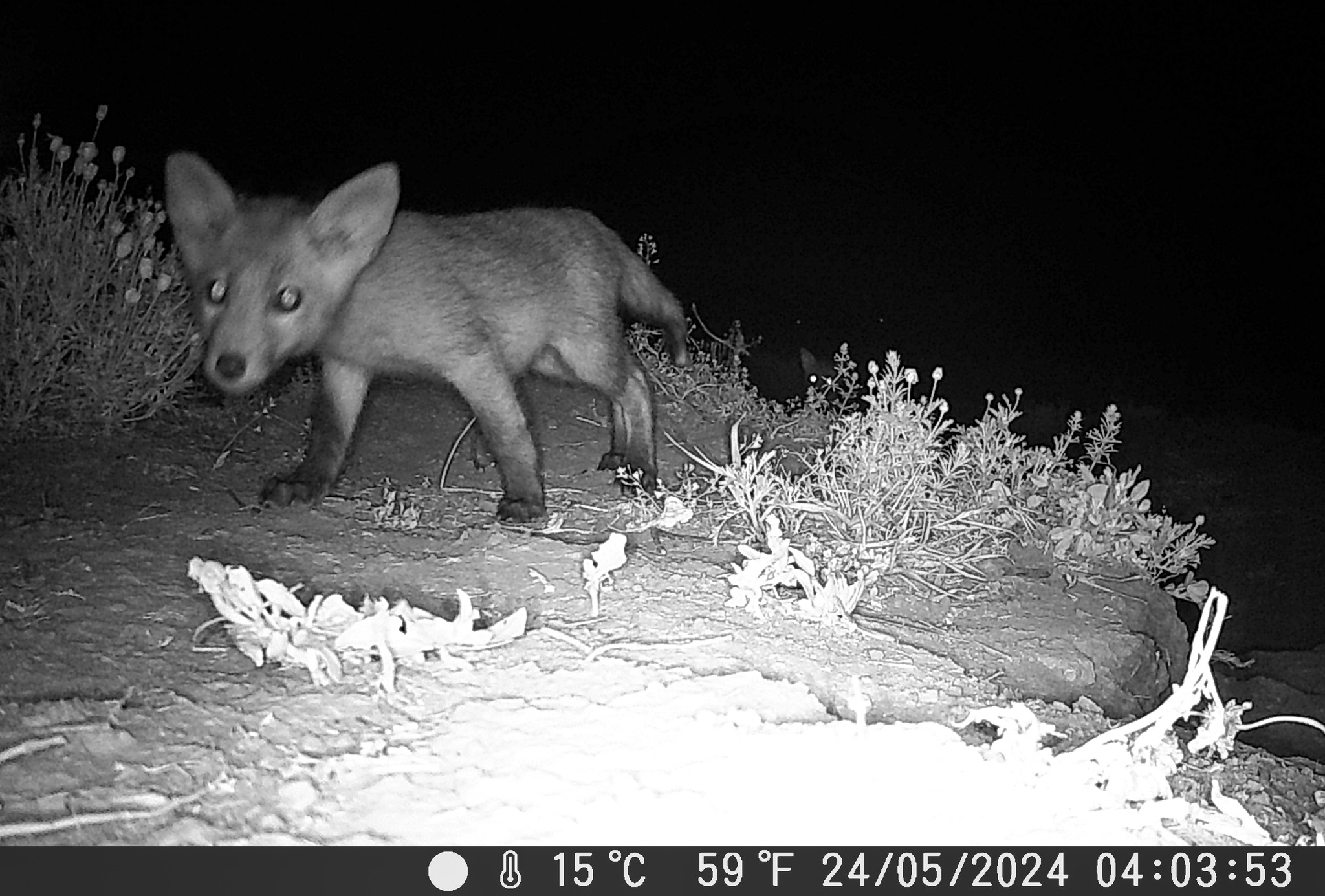 Війна помирила борсуків і лисиць – тепер вони сусіди в парку “Тузлівські лимани” на Одещині (ФОТО)