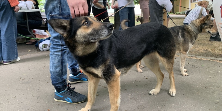 У Миколаєві на черговій виставці-прилаштуванні безпритульних тварин вдалось знайти домівки для 37 песиків та 2 котиків (ФОТО)
