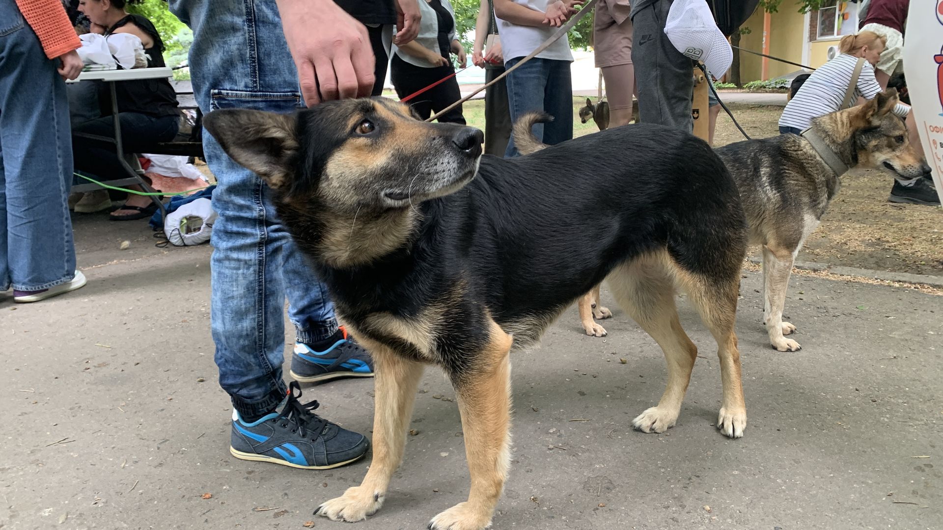 У Миколаєві на черговій виставці-прилаштуванні безпритульних тварин вдалось знайти домівки для 37 песиків та 2 котиків (ФОТО)