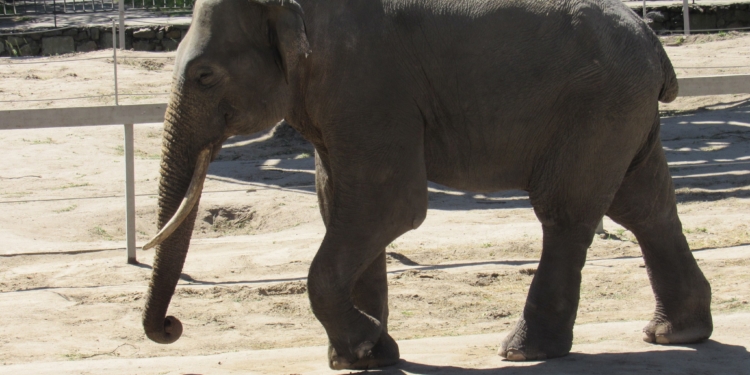 У Миколаївському зоопарку – знов іменинник: азійський слон Шанті (ФОТО)
