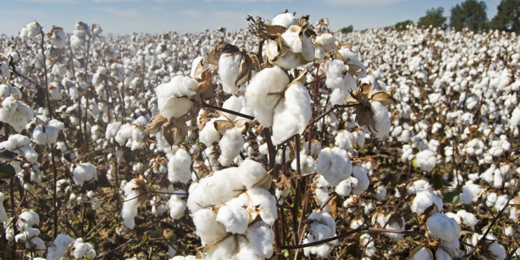 Вирощування бавовни – економічно потужна перспектива півдня. Одещина попереду