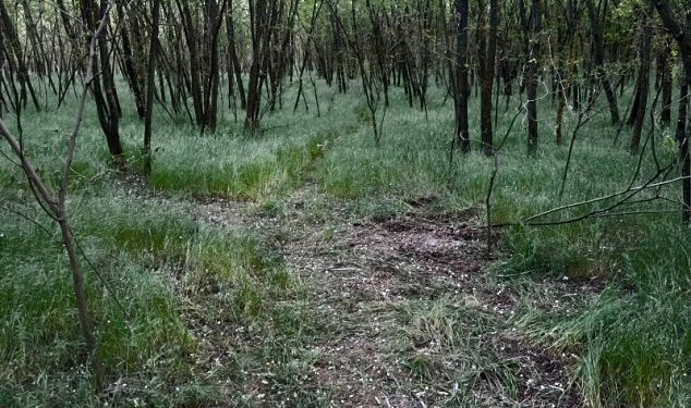 На Миколаївщині дівчину зґвалтували під час пробіжки. Кривдника затримали