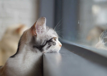 Найближчими днями в більшості областей України дощитиме – Укргідрометцентр