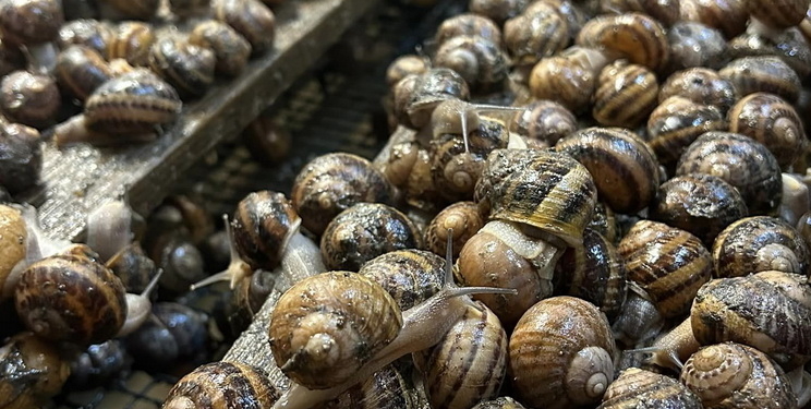 Україна подвоїла експорт молюсків – хто купує наших равликів