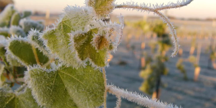 Заморозки наробили збитків – не тільки сади постраждали