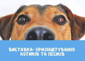 «Центр захисту тварин» проведе у Миколаєві чергову виставку прилаштування безпритульних тварин