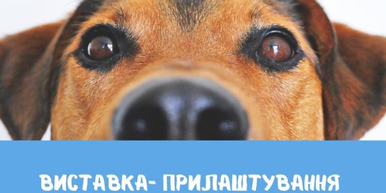 «Центр захисту тварин» проведе у Миколаєві чергову виставку прилаштування безпритульних тварин