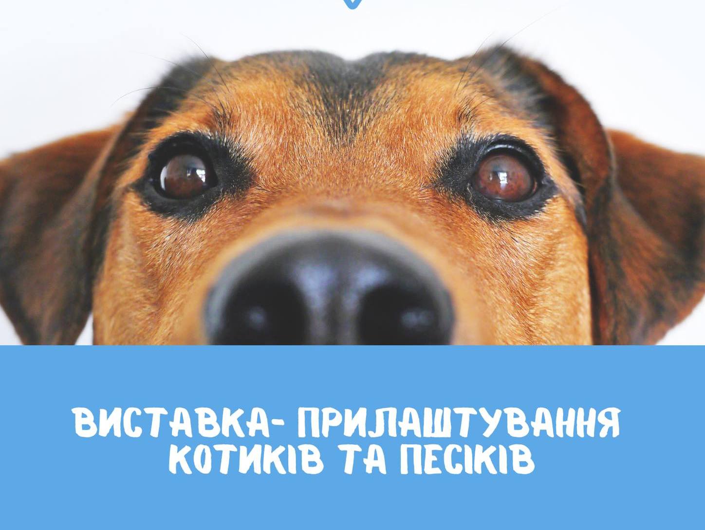 «Центр захисту тварин» проведе у Миколаєві чергову виставку прилаштування безпритульних тварин