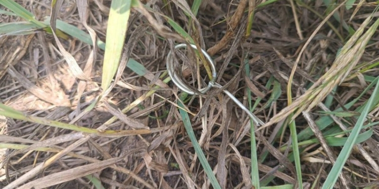 На Миколаївщині п’яний чоловік кинув гранату неподалік місцевого пляжу – йому оголосили про підозру за скоєння хуліганських дій