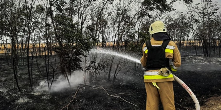 На Миколаївщині горять поля і лісосмуги
