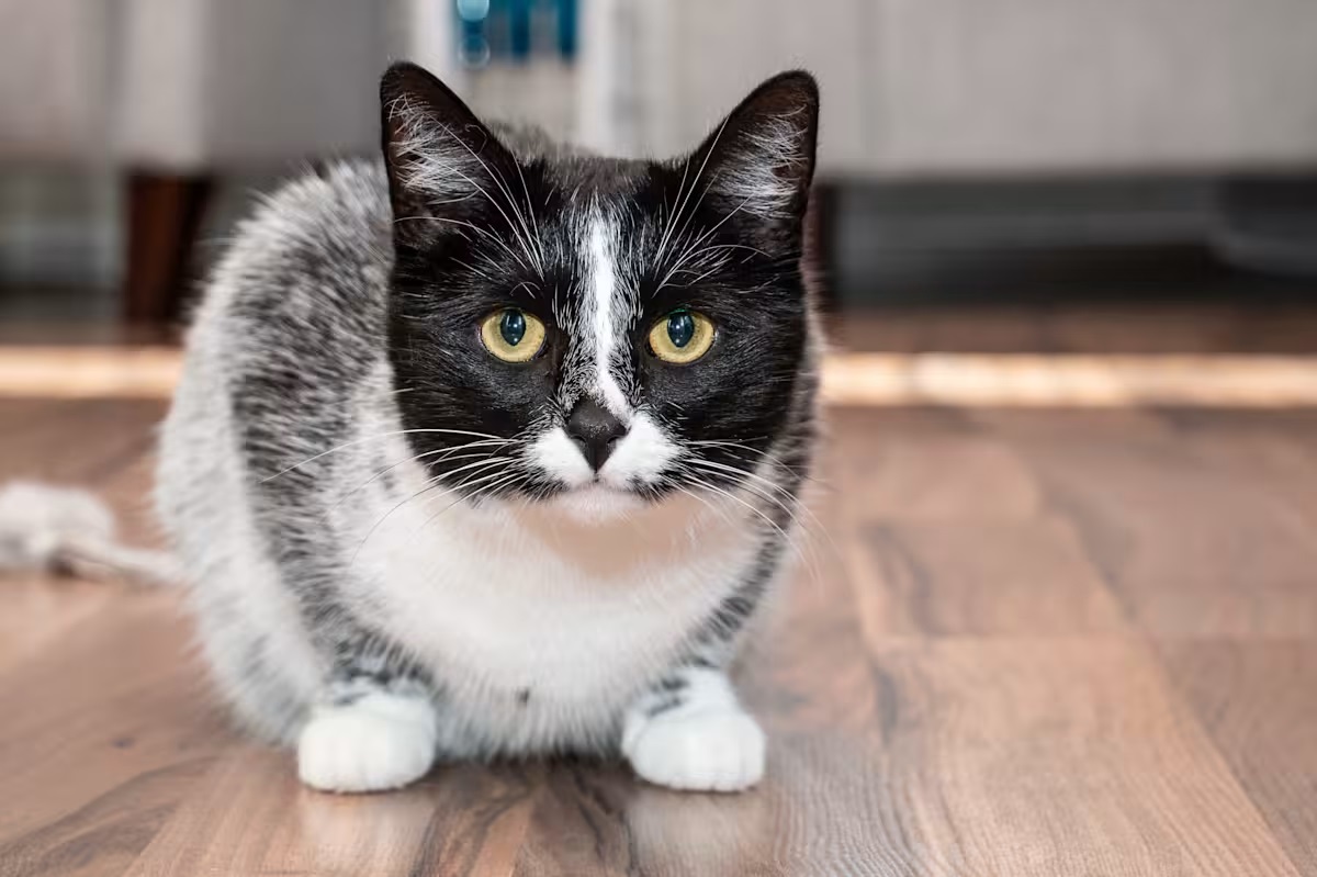 «Лакричні» коти – суто фінська особливість (ФОТО)