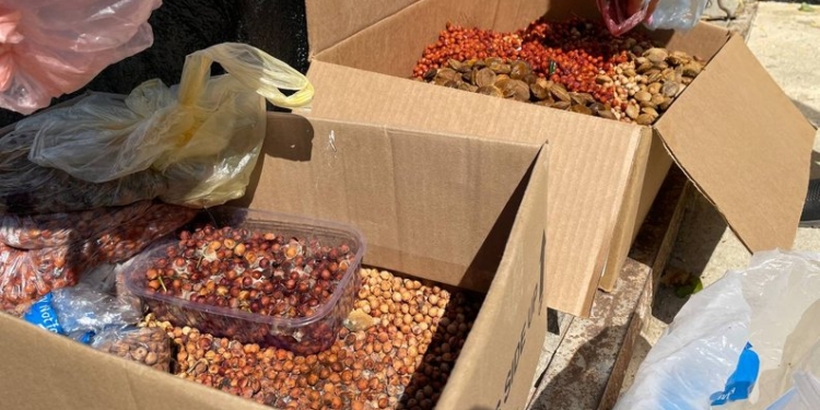 На Миколаївщині збирають кісточки плодових дерев і передають лісівникам – будуть фруктові посадки (ФОТО, ВІДЕО)