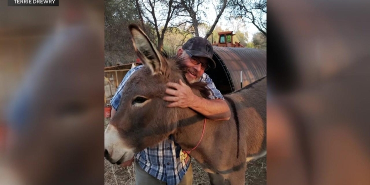 Впертість – не зайва риса. В США віслюк втік до лісу і живе з лосями. Люди вирішили йому не заважати (ВІДЕО)