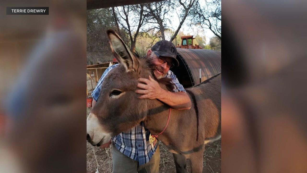 Впертість – не зайва риса. В США віслюк втік до лісу і живе з лосями. Люди вирішили йому не заважати (ВІДЕО)