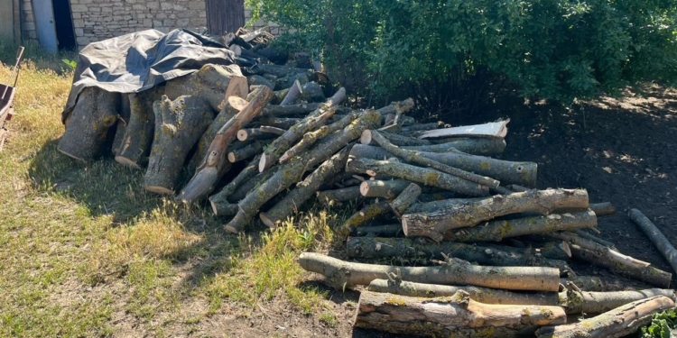 Здійснювали незаконну порубку деревини та продавали: на Миколаївщині поліцейські припинили протиправну діяльність «чорних лісорубів» (ФОТО)