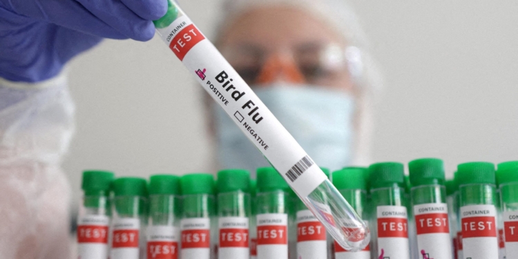 Фінляндія першою почне вакцинувати людей від пташиного грипу
