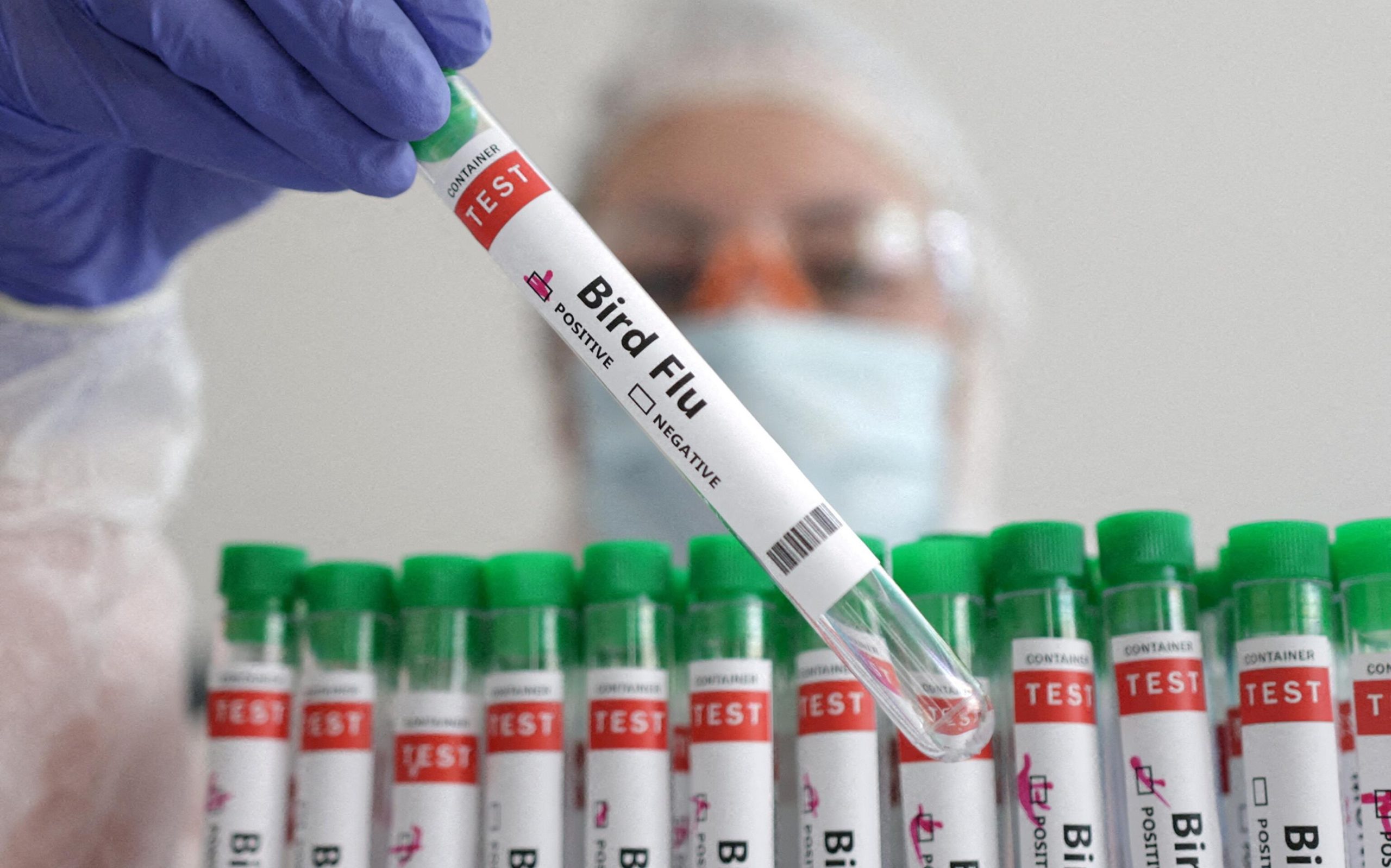 Фінляндія першою почне вакцинувати людей від пташиного грипу