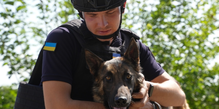 Альфа та Квада змінили Ахілл та Арчі: як мінно-пошукові собаки розміновують території Миколаївщини (ФОТО)