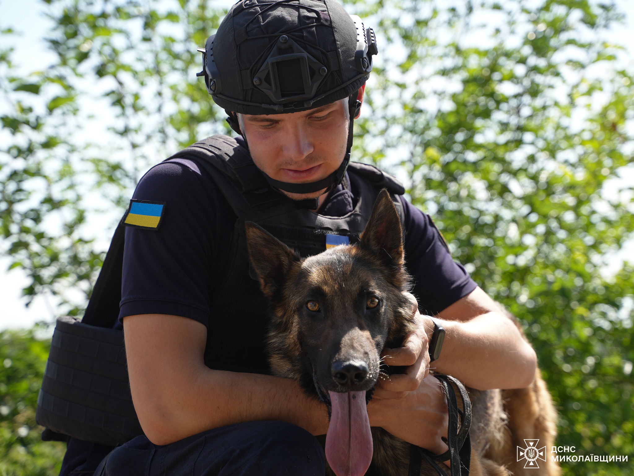 Альфа та Квада змінили Ахілл та Арчі: як мінно-пошукові собаки розміновують території Миколаївщини (ФОТО)
