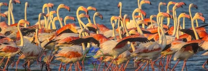 Фламінго проігнорували окупований росіянами Крим і гніздуються на Одещині