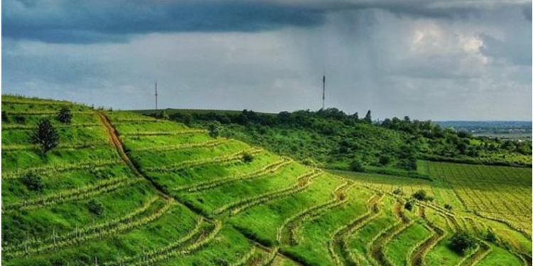 В Україні створювати якісні вина починають з правильної висадки винограду – на Закарпатті на терасах (ФОТО)