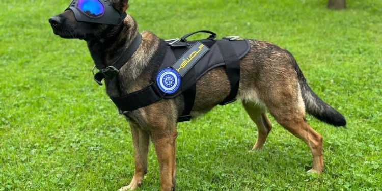 Україна отримала від Євросоюзу собак-саперів для розмінування території