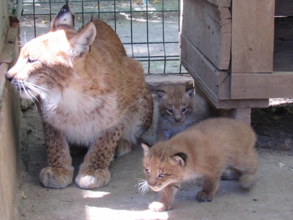 Пумята, рисята і сервалята: у Миколаївському зоопарку показали хижих кошенят (ФОТО) 11