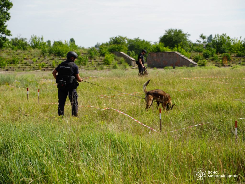 Альфа та Квада змінили Ахілл та Арчі: як мінно-пошукові собаки розміновують території Миколаївщини (ФОТО) 5