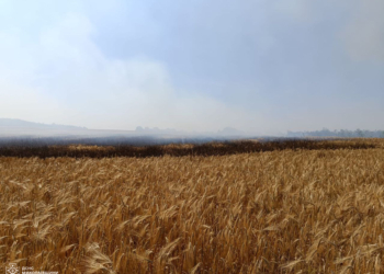 На Миколаївщині займання сухої трави призвело до пожежі ячменю на корені (ФОТО)