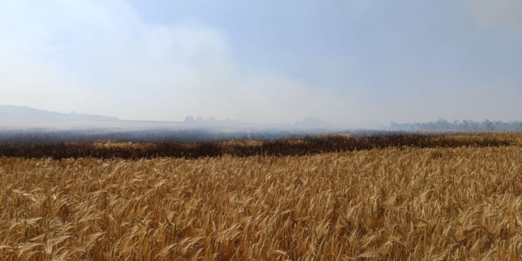 На Миколаївщині займання сухої трави призвело до пожежі ячменю на корені (ФОТО)