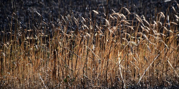 На Миколаївщині вигоріло 9 га відкритих територій, але вогнеборцям вдалось врятувати 11 га пшениці (ФОТО)