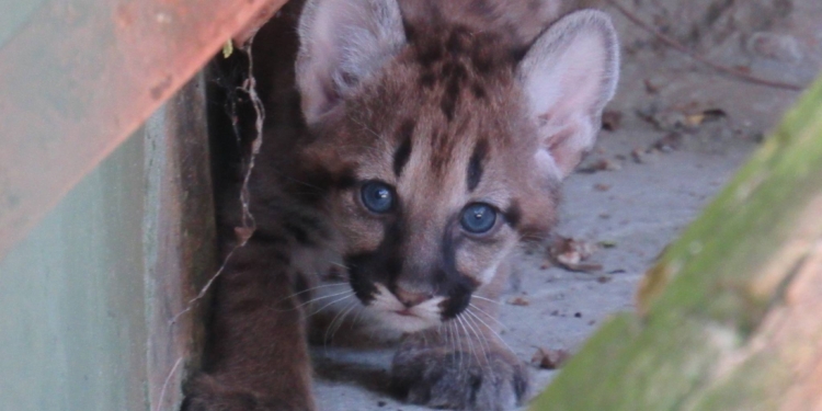Пумята, рисята і сервалята: у Миколаївському зоопарку показали хижих кошенят (ФОТО)