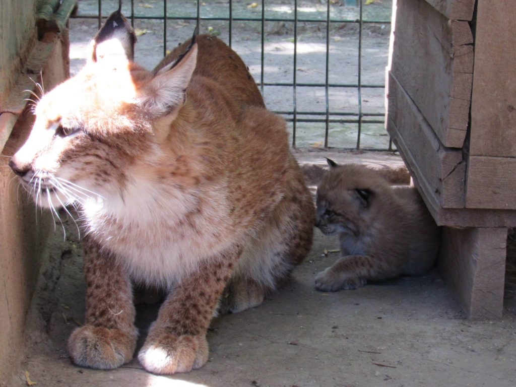 Пумята, рисята і сервалята: у Миколаївському зоопарку показали хижих кошенят (ФОТО) 13